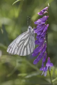 Drucke von Pieris napi, Rapsweißling, Grünader-Weißling, Grüner Weißling - Pieris napi, bekannt als Grüne Weißlings-Monarchie Pieris napi, Rapsweißling, Grünader-Weißling ,Grüner Weisslings Monarchie Grün-geädert Weiß Drucke: Pieris napi, Rapswespen
