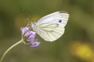 Drucke von Pieris napi, Rapsweißling, Grünader-Weißling, Gründer-Weißling auf einer Skabiosenblüte - Pieris napi, bekannt als Grüne Venee Weißvögelchen , Grüne Venee Weißfliege auf einer Skabiosenblüte Grün-geädert Weiß Drucke: Pieris napi, Rapswespen.