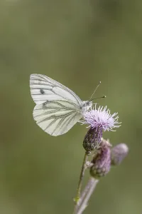 Drucke von Pieris napi, Rapsweißling, Grünader-Weißling, Grüner Weißling auf einer Distelblüte - Pieris napi, bekannt als Grüne Venee Weißling , Grüne vena Weißfliege auf einem Distelblume Grün-geädert Weiß Drucke: Pieris napi, Rapswespen