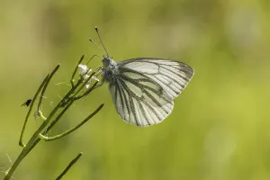 Drucke von Pieris napi, Rapsweißling, Grünader-Weißling, Grüner Weißling - Pieris napi, bekannt als Grüne Fleckenragwespe Pieris napi, Rapsweiling ist kein gültiger Begriff Grün-geädert Weiß Drucke: Pieris napi, Rapswespen.