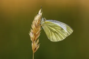 Drucke von Pieris napi, Rapsweißling, Grünaderweißling (2. Generation) - Pieris napi, bekannt als Grüne Fleckenragwespe (zweite Generation) Pieris napi, Rapsweißling, Grünaderweißling (2) Grün-geädert Weiß Drucke: Pieris napi, Rapswespen