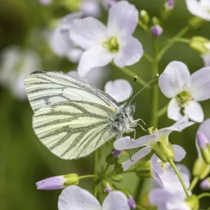 Drucke von Pieris napi, Rapsweißling, Grünader-Weißling, Gründerweissling auf Wiesenschaumkraut - Pieris napi, bekannt als Grüneider Weißvögelchen Grün-geädert Weiß Drucke: Pieris napi, Rapswespen