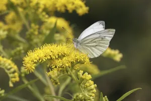Drucke von Pieris napi, Rapsweißling, Grünader-Weißling, Gründerweissling - Pieris napi, bekannt als Grüne Fleckenfalter Pieris napi, Rapsweißling Grün-geädert Weiß Drucke: Pieris napi, Rapsschwingling