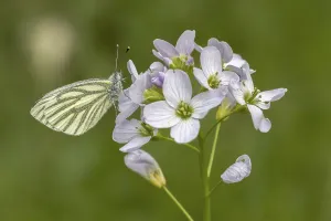 Drucke von Pieris napi, Rapsweißling, Grünader-Weißling, Gründer-WeiBling auf Wiesenschaumkrautblüte - Pieris napi Grün-geädert Weiß Drucke: Pieris napi, Rapswings