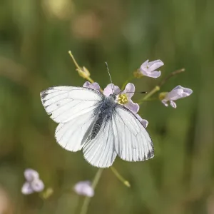 Drucke von Pieris napi, Rapsweißling, Gründer-Weißling, Gründerweißling - Pieris napi, bekannt als Grünflügel-Weißling, Grünflügelweißling Pieris napi, Rapsweiling ist nicht korrekt Grün-geädert Weiß Drucke: Pieris napi, Rapsschwingling