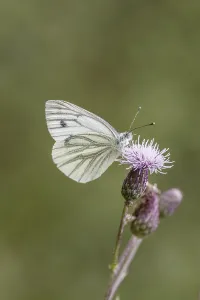 Drucke von Pieris napi, Rapsweißling, Grünader-Weißling, Gründer-WeiBling auf einer Distelblüte - Pieris napi, bekannt als Grüne-Schlagweißchen Grün-geädert Weiß Drucke: Pieris napi, Rapswings