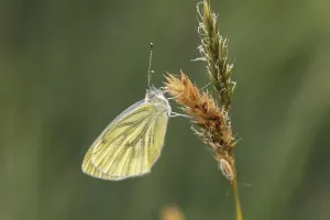 Drucke von Pieris napi, Rapsweißling, Grünaderweißling (2. Generation) - Pieris napi, bekannt als Grüne Fleckengebänderte Weißling (zweite Generation) Pieris napi, Rapsweißling, Grünaderweißling (2) Grün-geädert Weiß Drucke: Pieris napi, Rapsschwingling