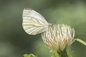 Drucke von Pieris napi, Rapsweißling, Grünader-Weißling, Gründer-Weißling - Pieris napi, bekannt als Grüne Venee Weiße, Grüne Venee Weiße Schmetterling Pieris napi, Rapsweiling ist nicht korrekt Grün-geädert Weiß Drucke: Pieris napi, Rapswespen