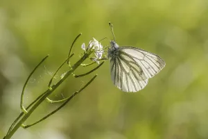 Drucke von Pieris napi, Rapsweißling, Grünader-Weißling, Grüner Weißling - Pieris napi, bekannt als Grüne Venee weiße Schmetterling Pieris napi, Rapsweiling ist nicht korrekt Pieris napi Grün-geädert Weiß Drucke: Pieris napi, Rapswespen