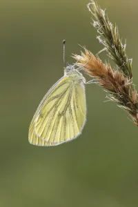 Drucke von Pieris napi, Rapsweißling, Grünaderweißling (2. Generation) - Pieris napi, bekannt als Grüne Fleckenragwespe (zweite Generation) Pieris napi, Rapsweißling, Grünaderweißling (2) Grün-geädert Weiß Drucke: Pieris napi, Rapswings
