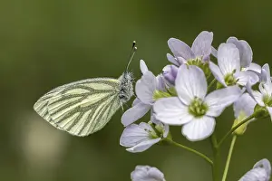 Drucke von Pieris napi, Rapsweißling, Grünader-Weißling, Grünaer WeiBling auf Wiesenschaumkrautblüte - Pieris napi, bekannt als Grüne Venee Weißling Grün-geädert Weiß Drucke: Pieris napi, Rapswespen