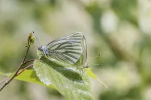 Drucke von Pieris napi, Rapsweißling (Paarung), Grünader-Weißling, Gründer-Weißling - Pieris napi, bekannt als Grüne Fleckenweissling Pieris napi, Rapsweißling (Paarung), Grünader-Weißling Grün-geädert Weiß Drucke: Pieris napi, Rapsweißling (Paarung)