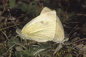 Drucke von Pieris rapae, Kleine Weißfliege (Paarung) Klein Weiß Drucke: Pieris rapae, Kleine Weißfliege (Paarung)