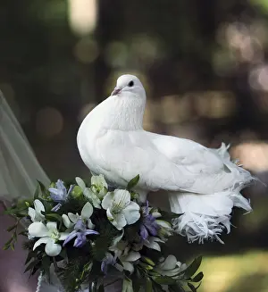 Wildlife Photography Wedding Drucke: The pigeon in hands at the bride