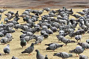 Indian Wildlife Photography Drucke: Many pigeons gather in a square
