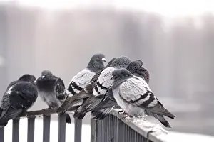 German Federal Republic Bird Life Drucke: Pigeons in winter, Germany