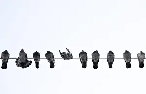 Wild Animal Photography Nature Drucke: Pigeons on a wire