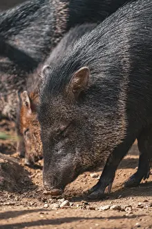 Verwandte Bilder Drucke: Schweine schnüffeln.
