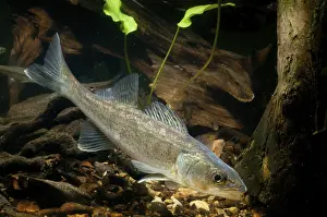 Drucke von Pike-Perch, Pike-Perch, Sandaarlachs, Schillerlachs, Stizostedion lucioperca, Zahnwelsmund, Zander Fische Fische Piscen Barsch Drucke: Hechtbarsch, Hechtbarsch, Barsche Lucioperca