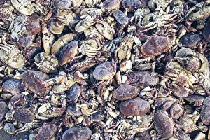 Crustaceans In Natural Environment Drucke: A pile of dead crabs