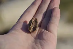 Deserted Habitat Wildlife Images Drucke: Pile of mantis in the human hand