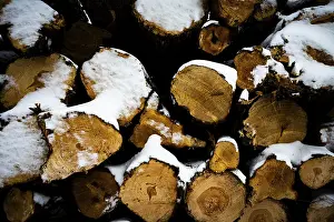Winter Landscape Germany Drucke: A pile of snow-covered tree trunks in a wintry setting