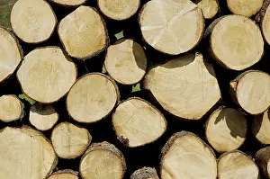 Tree Trunk Profile Drucke: Piled up sawed logs, stack of wood