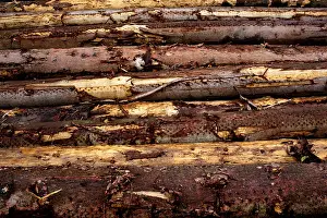 Coniferous Tree Bark Drucke: Piled up trunks of firs
