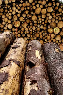 Coniferous Tree Bark Drucke: Piled up trunks of firs