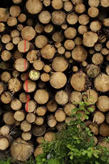 Firewood Storage Drucke: Piled up trunks of firs