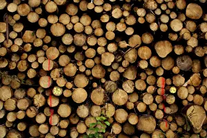 Firewood Storage Drucke: Piled up trunks of firs
