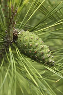 Close Up Pine Cone Drucke: Pine cone closeup