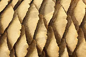 No People Close Up Shot Drucke: Pine cone macro as background