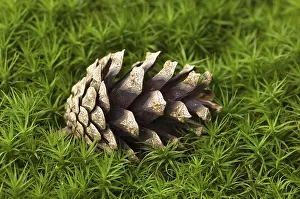 Deserted Daytime Landscapes Drucke: Pine cone on moss