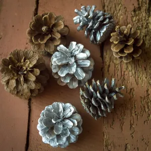Pine Cone Images Drucke: Pine cones