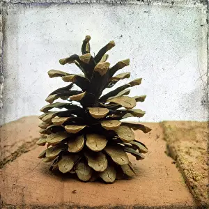 Pine Cone Photography Drucke: Pine cones