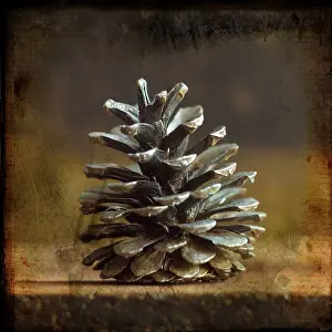 Christmasy Atmosphere Photos Drucke: Pine cones