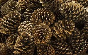 Deserted Pine Forest Drucke: Pine cones of the pine tree in view