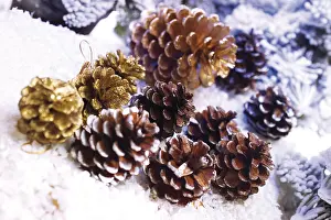 Christmas Pine Cones Drucke: Pine cones in the snow