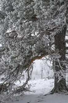 Scandinavian Winter Scenes Drucke: Pine-covered pine trees in snow