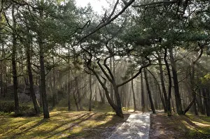 Coniferous Tree Photography Drucke: Pine forest