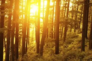 Deserted Pine Forest Drucke: Pine forest with the last of the sun shining through the trees