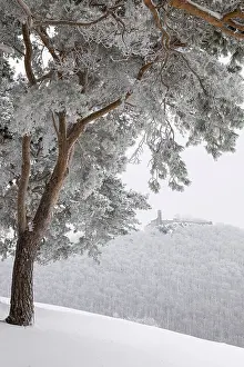 Hilltop Fortification Europe Drucke: Pine grove, Teck Castle, winter