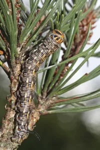 Pine Hawk Moth Drucke: Pine Hawk Moth