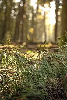 Evening Atmosphere Images Drucke: Pine needles in the evening light