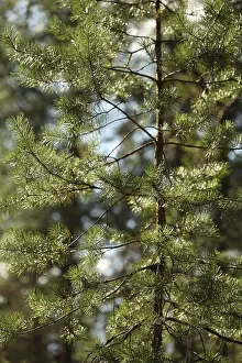 Deserted Pine Forest Drucke: Pine needles glittering in the sun