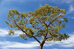Coniferous Trees Drucke: Pine, pine tree (Pinaceae), pine