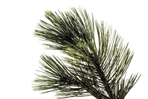 Pine Branch Drucke: Pine (Pinus) branch