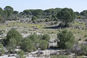 Coniferous Tree Species Drucke: Pine (Pinus pinaster) trees in dune landscape