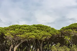Italian Stone Pine Trees Drucke: Pine (Pinus pinea), pine forest